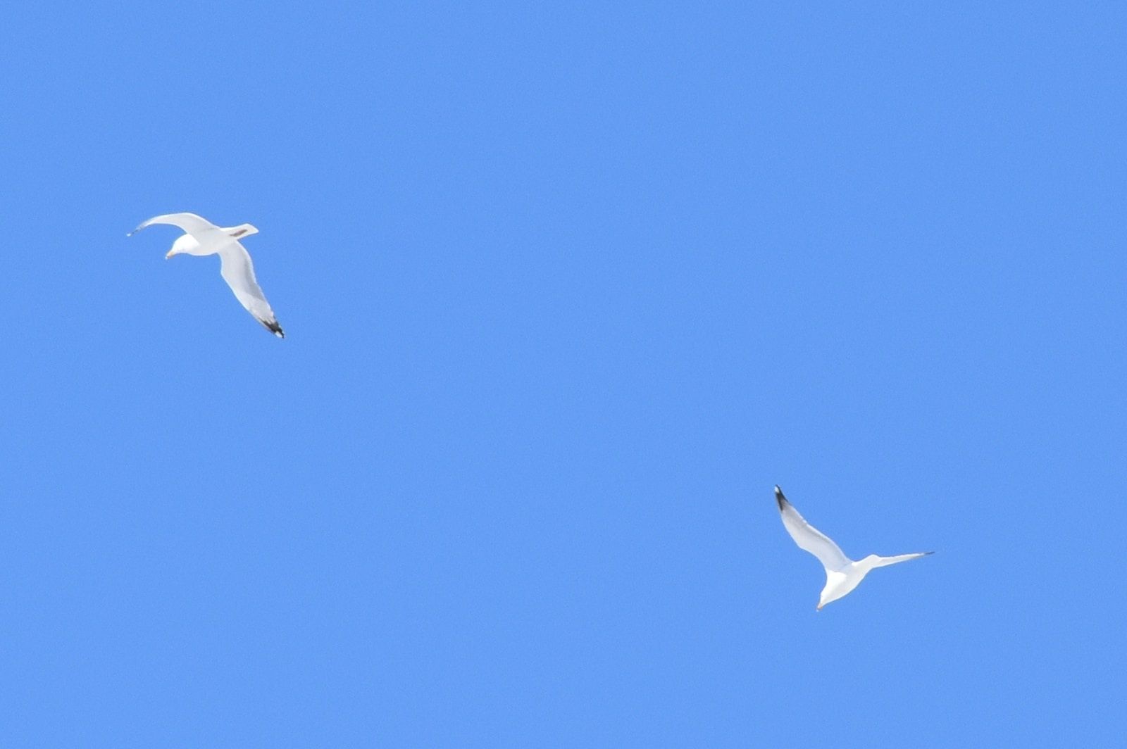 two white birds flying through a blue sky
