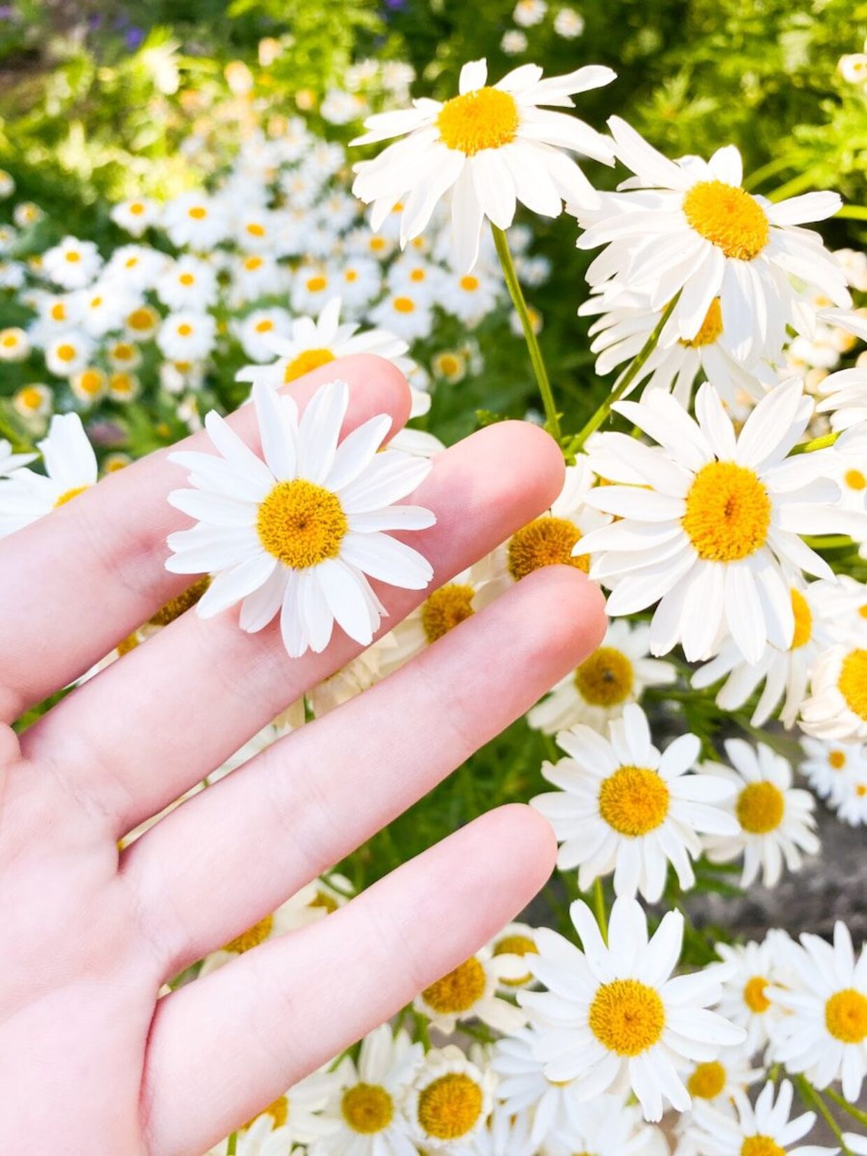 une main avec des fleurs