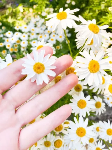 une main avec des fleurs