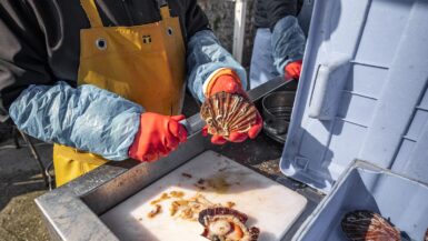 personne qui ouvre une coquille saint-jacques