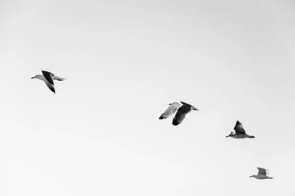 four white-and-black seagulls flying at daytime